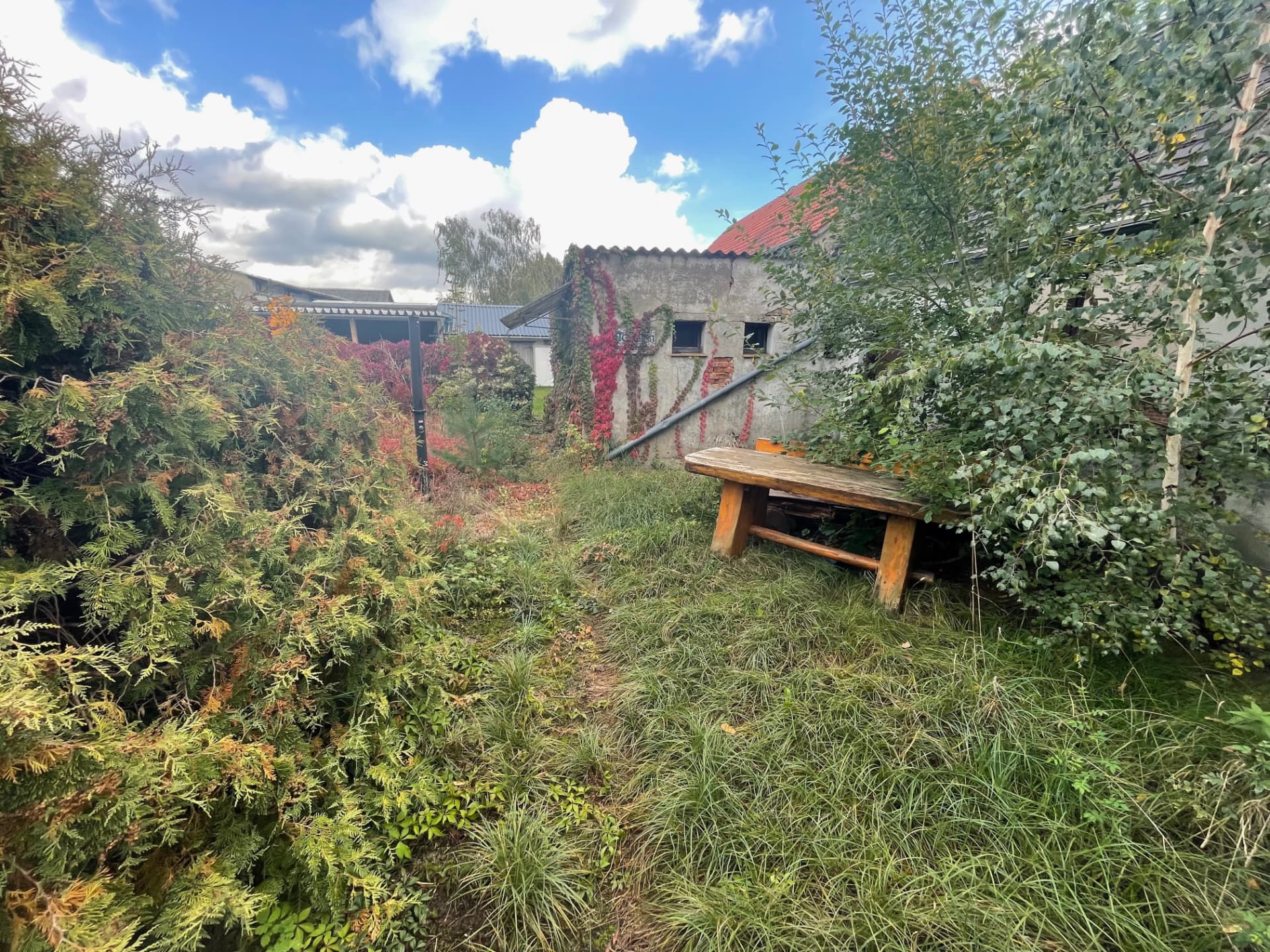 Blick in den verwahrlosten Garten auf Friends: hohes Gras, wilde Hecken, wilder Wein an der alten Mauer und eine grob gezimmerte Holzbank