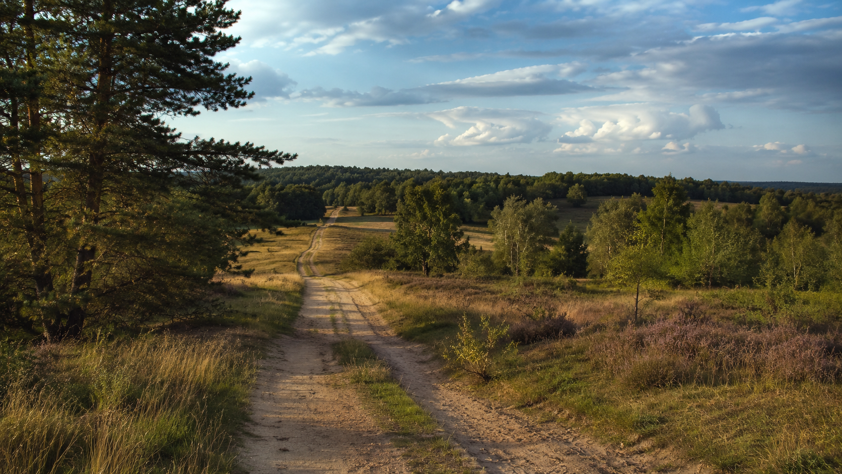 Sandweg durch Heide und Kiefern im Fläming im Abendlicht