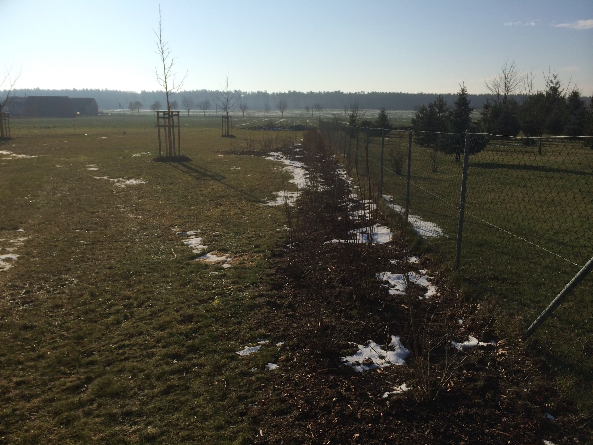 Blick in den Garten von The Farm im Winter 2013: frisch gepflanzte junge Bäume mit Stützgerüsten und die neue Hecke am Zaun, dahinter offene Felder