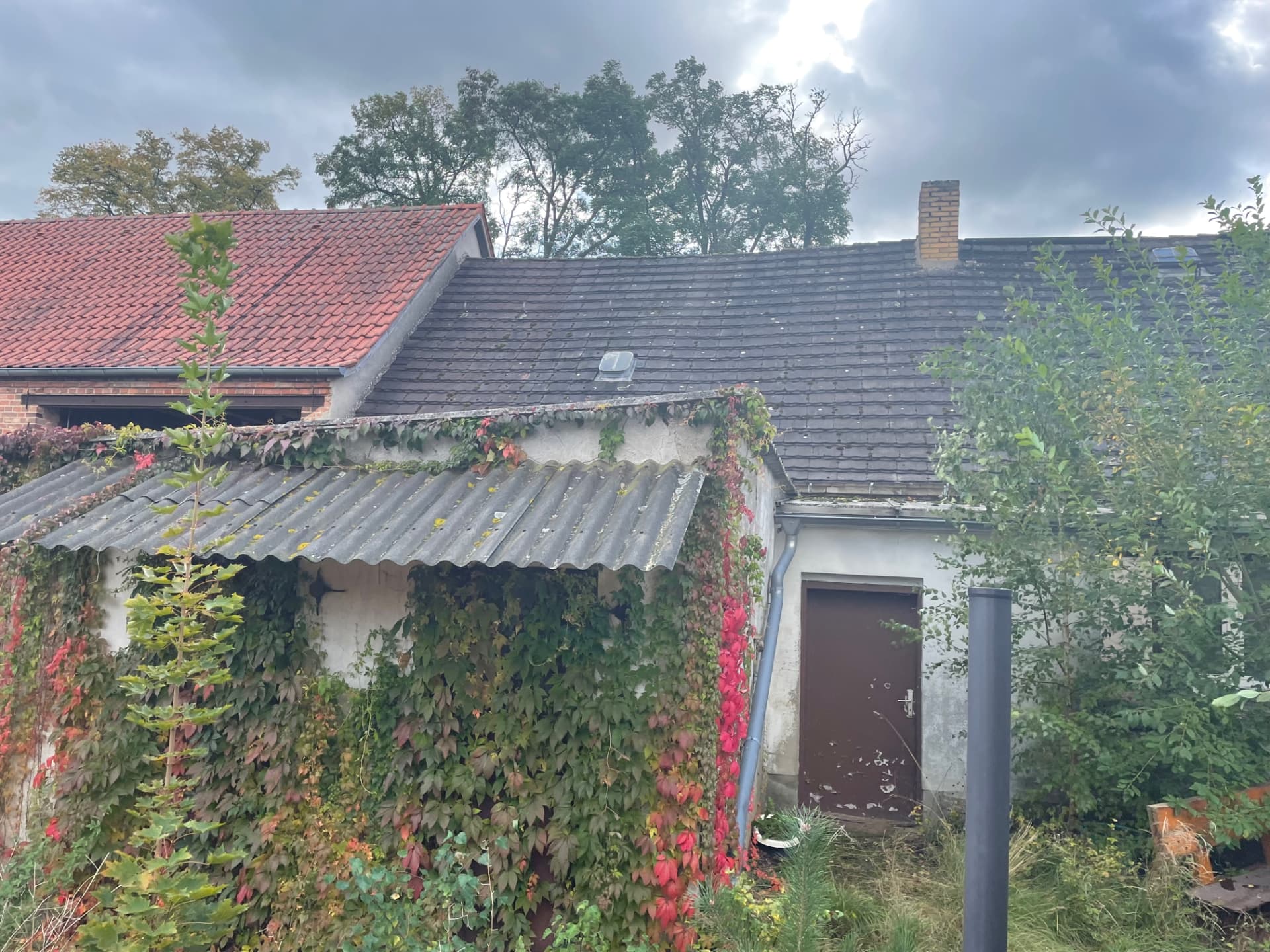 Blick auf das alte Dach des Theatersaals auf Friends: durchgefaulte Dachpappe, Wellplatten über dem Anbau und wilder Wein an der Wand